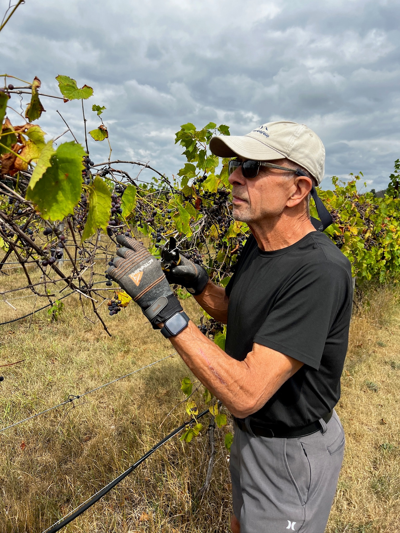 Man harvesting grapes in the vineyard at 570 Coulee